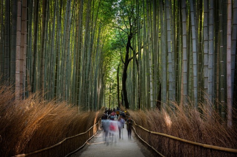 48 Arashiyama, bamboebos.jpg